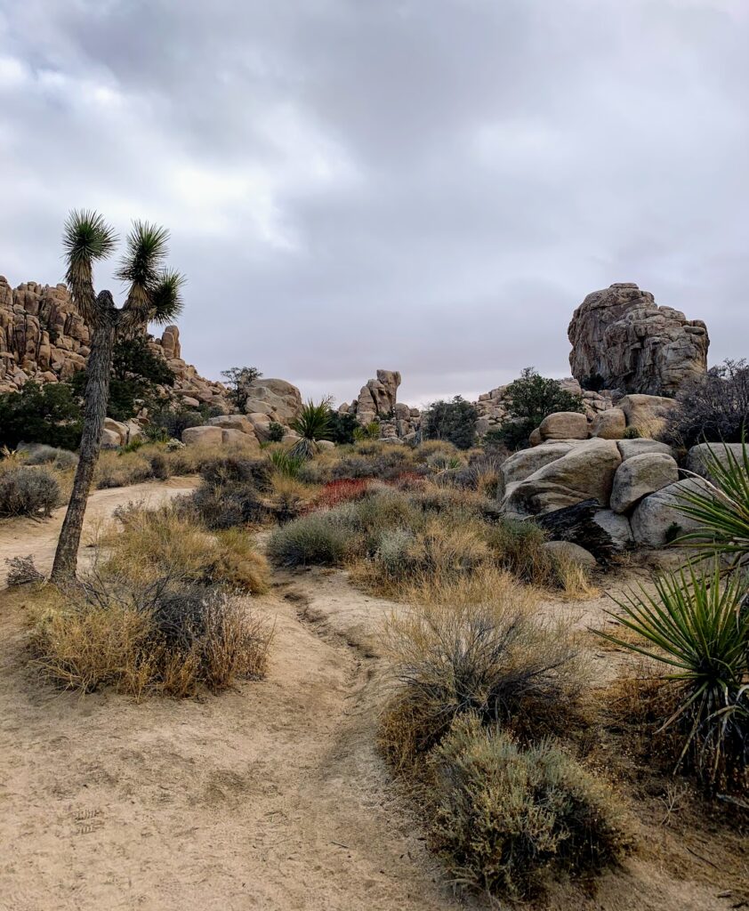 The trail you will follow crisscrosses between Joshua trees (hello, great photo op!) and rock formations for days!