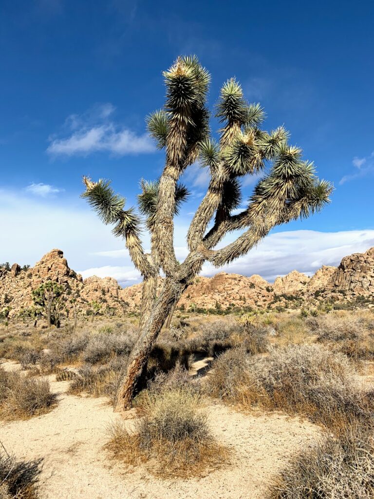 Joshua trees bejewel the desert’s ecosystem