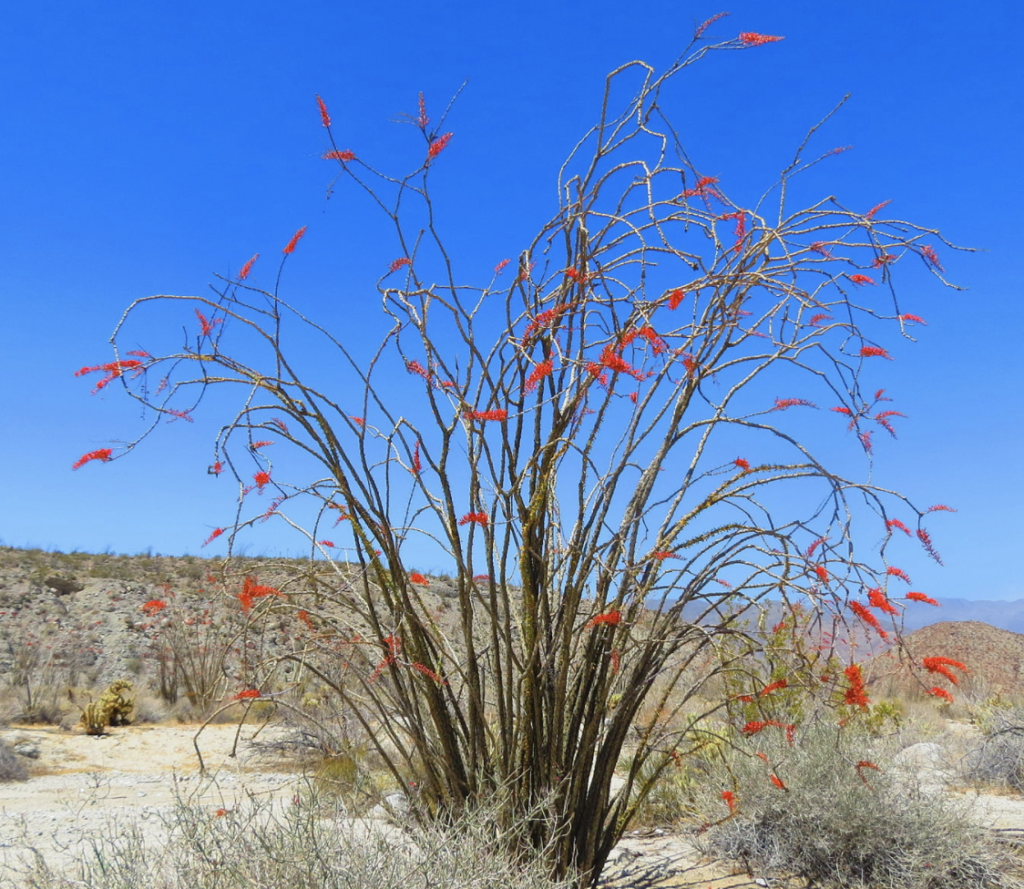 An ocotillo plant in full bloom