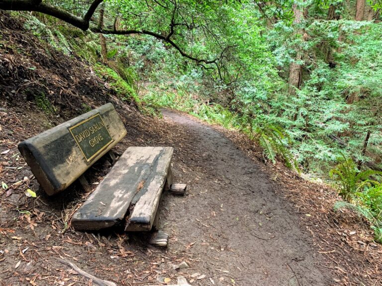 Bench at Canopy View Trail, Muir Woods