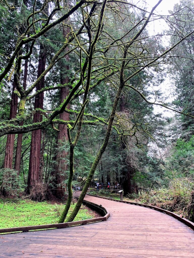 Boardwalk Muir Woods National Monument