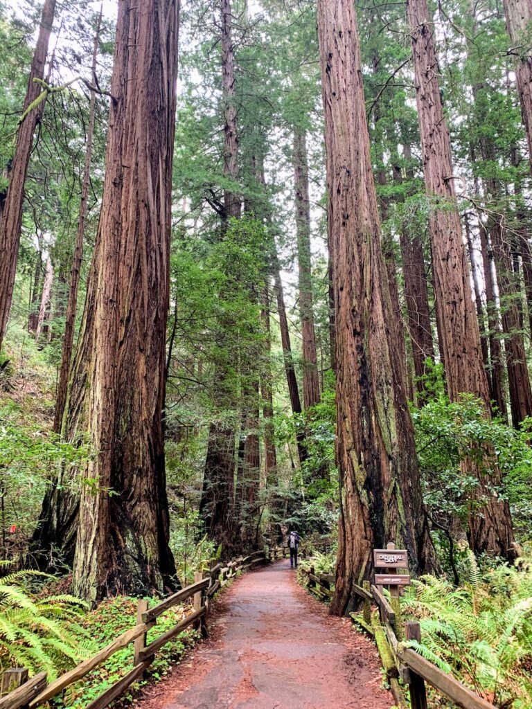 Redwoods Muir Woods National Monument