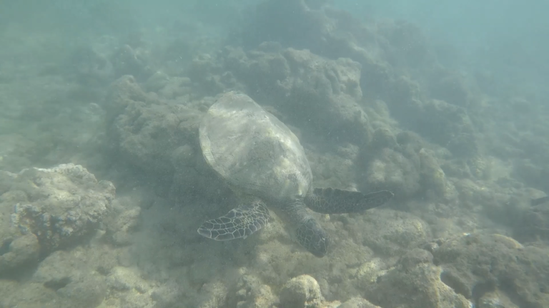 Green Bay Sea Turtle, Snorkeling