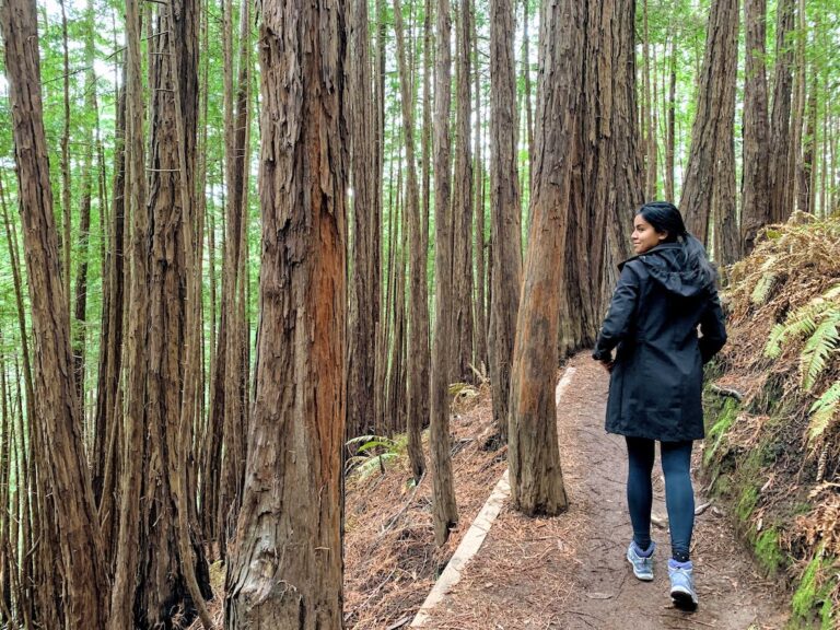 Canopy View Trail (packing list for hiking)