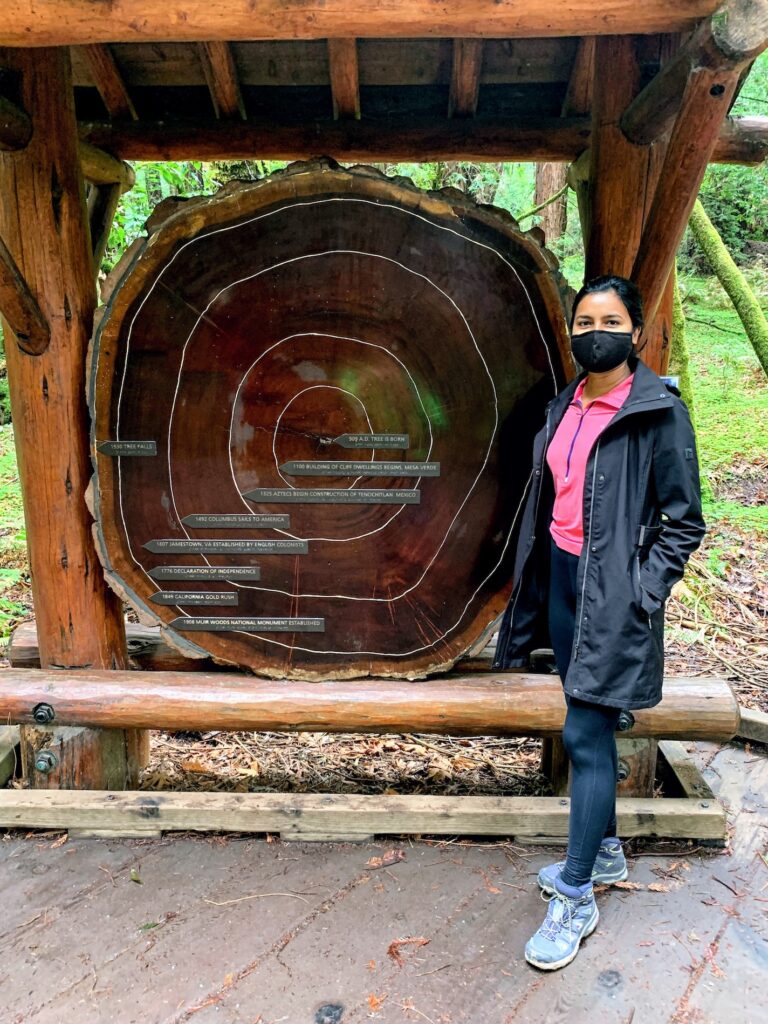 Age of a tree, Muir Woods National Monument