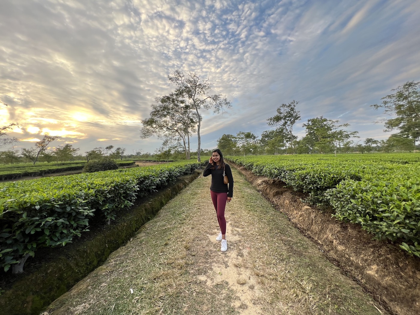 Tea gardens in North East India, Assam