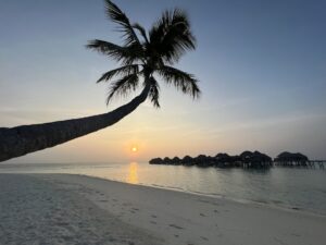 Sunset with palm tree at the Maldives
