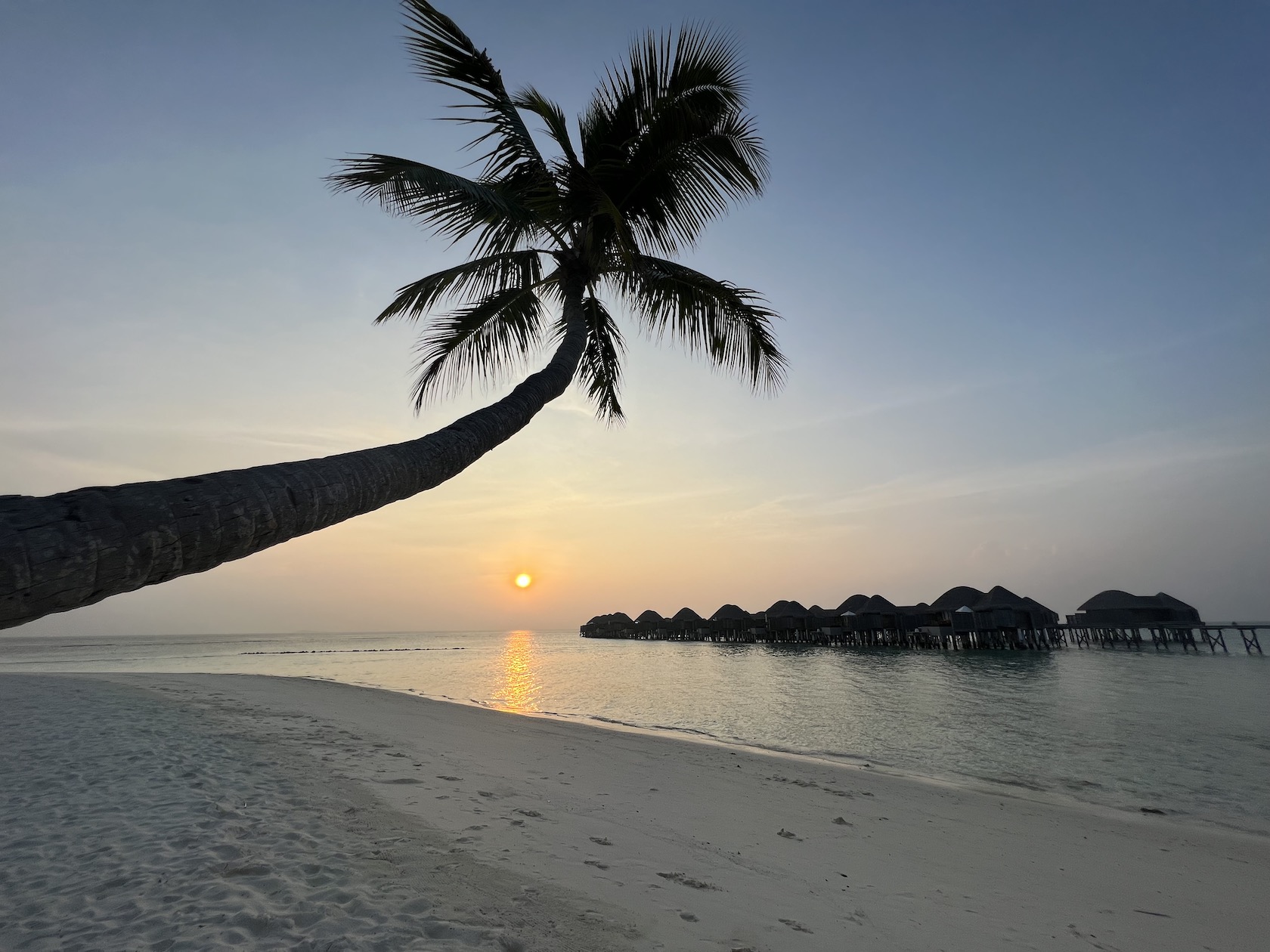 Sunset with palm tree at the Maldives