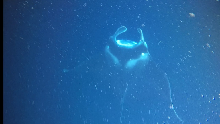 Manta ray snorkel with Kona Style