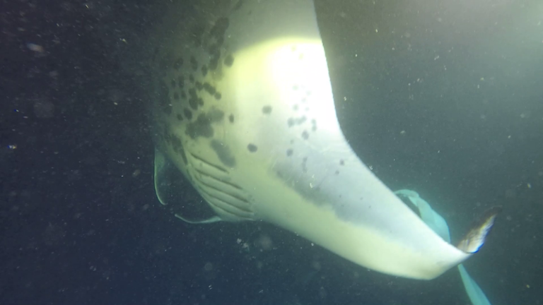 Manta ray underbelly with Kona Style