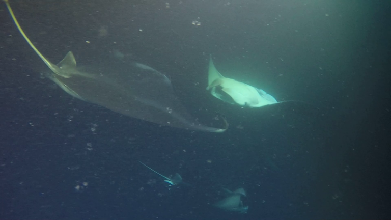 Three manta rays