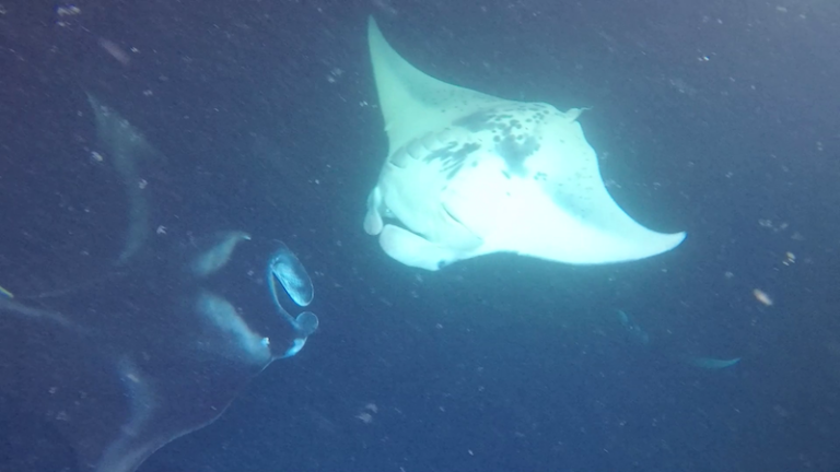 Two manta rays feeding on Kona Style manta ray snorkel experience