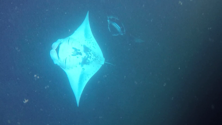 Kona Style manta ray snorkel experience: two manta rays