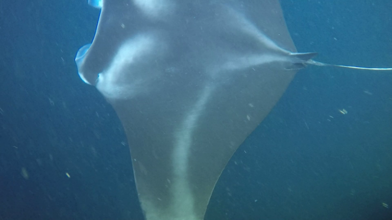 Night time Manta Ray Snorkel in Kona: Top down view