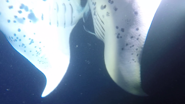 Two manta rays gliding over each other in Kona