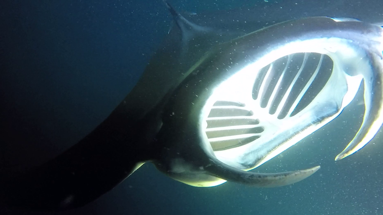 Manta ray snorkel at Kona