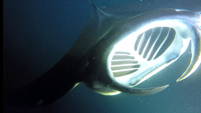 Manta ray feeding in Kona waters in the big island of Hawaii
