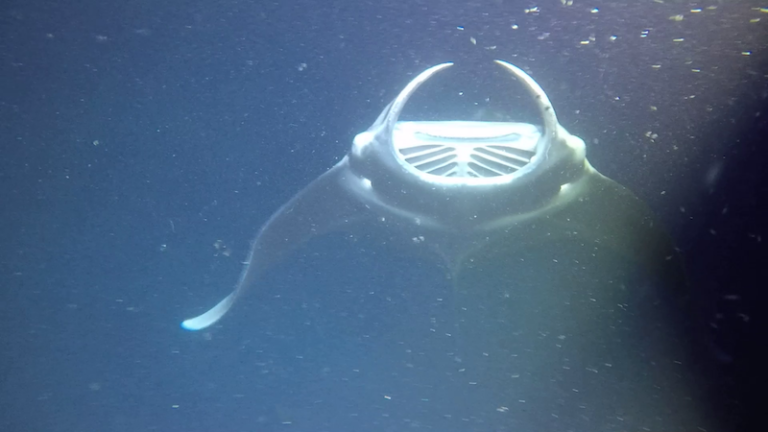 Night time Manta Ray Snorkel in Kona: From the distance