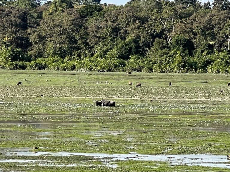 Wild Water buffalo at Kaziranga National Park