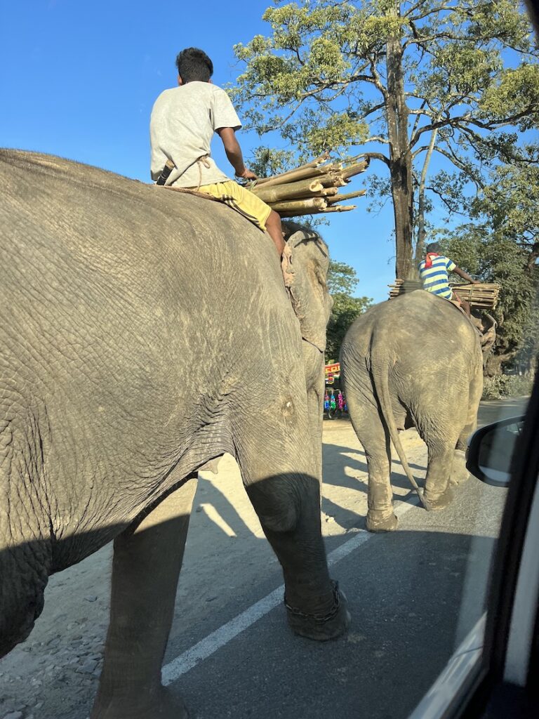 Elephants on the road to Kaziranga