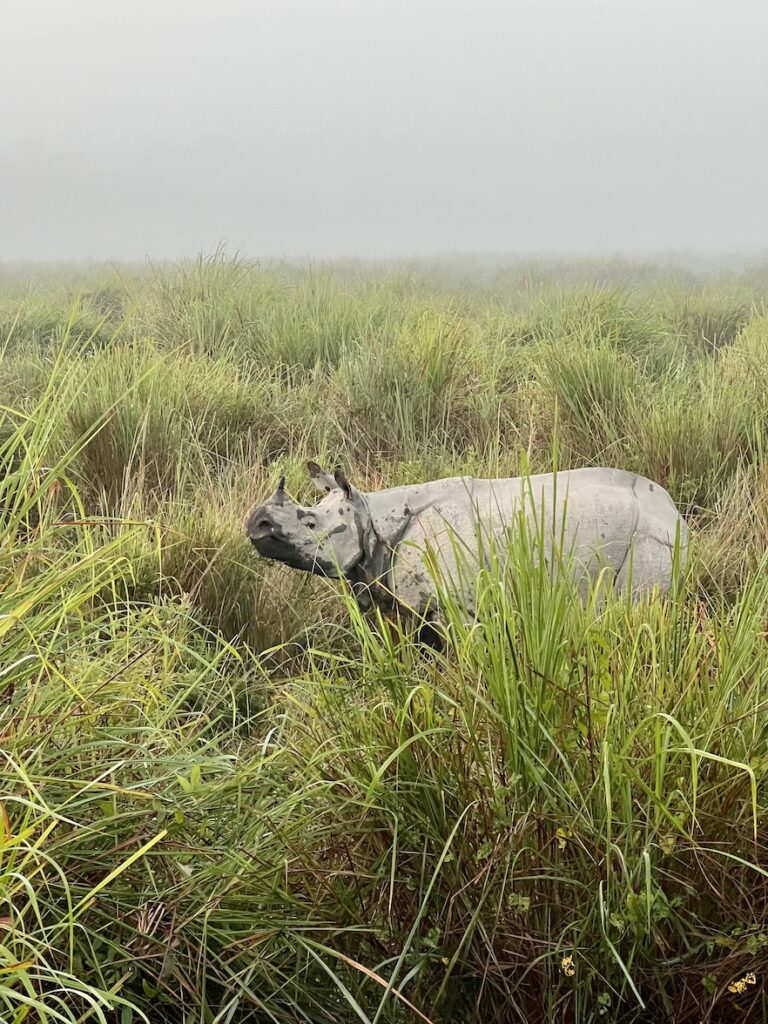 One-horned Indian rhino spotted during Kaziranga National Park safari