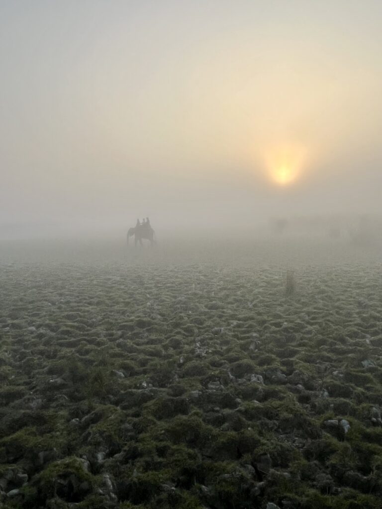 Kaziranga National Park Elephant safari on a foggy, December morning