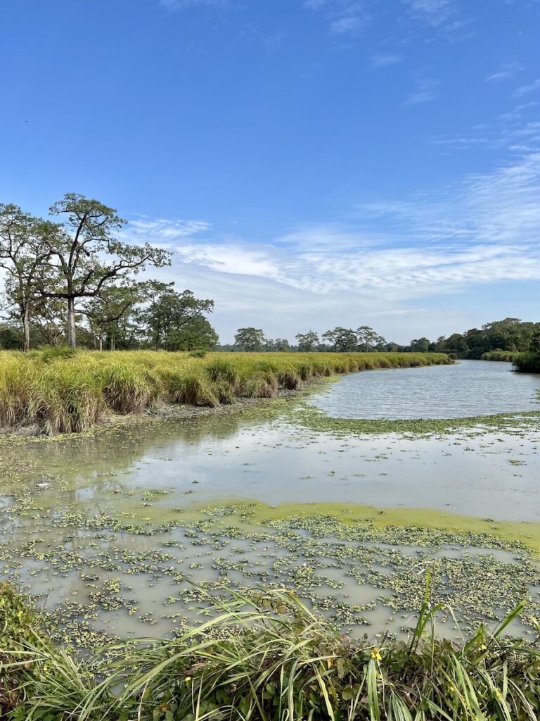 Greenery and foliage at Kaziranga National Park, Assam