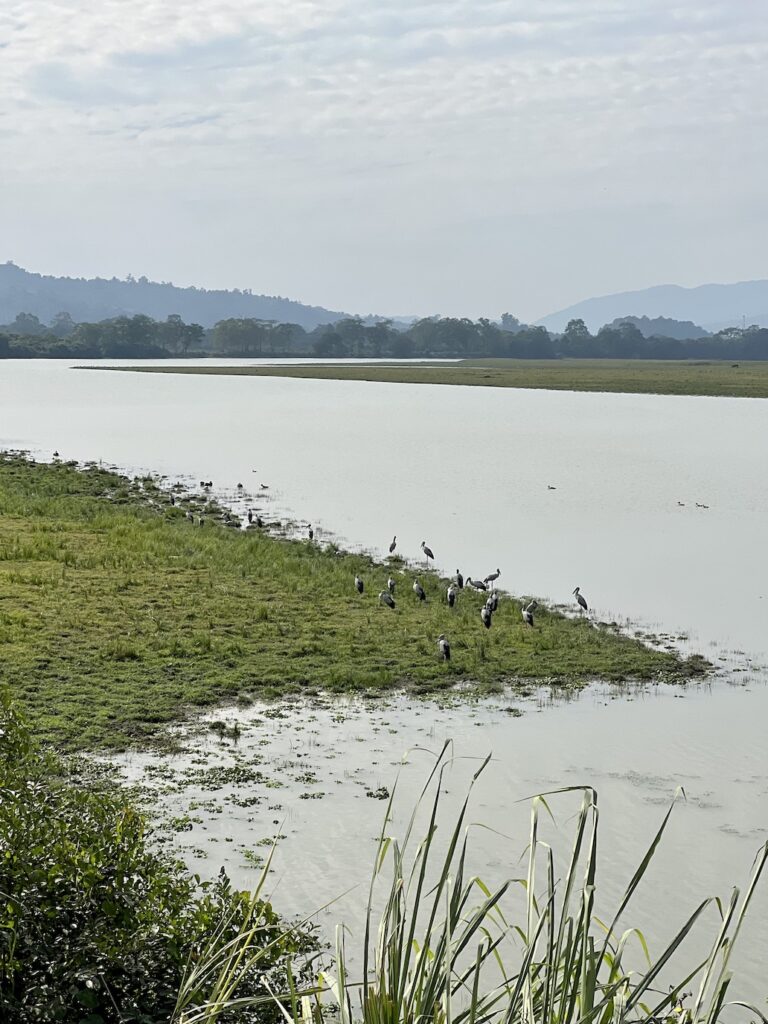 Different birds in the water lagoons in Kaziranga National Park safari experience
