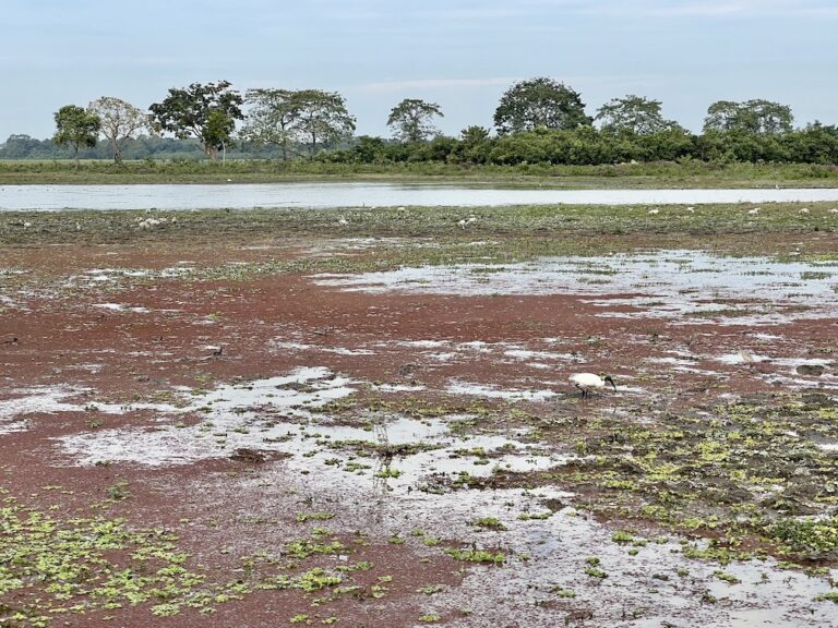 Lots of bird species observed in Kaziranga in Assam