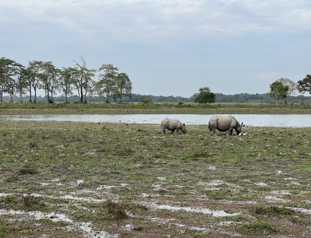 Rhinos in Kaziranga National Park