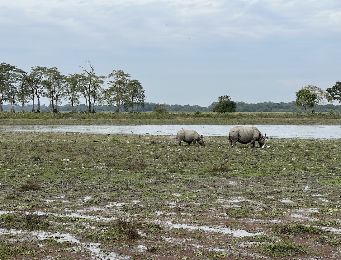 Rhinos in Kaziranga National Park