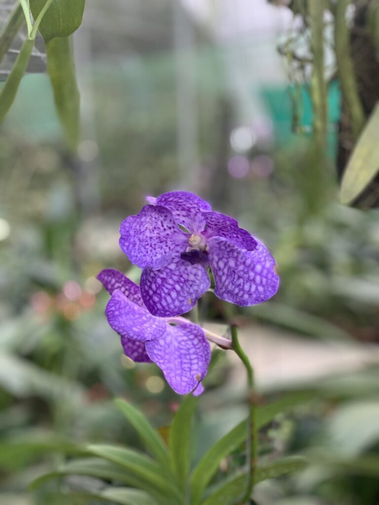 Orchid in Kaziranga Orchid Park