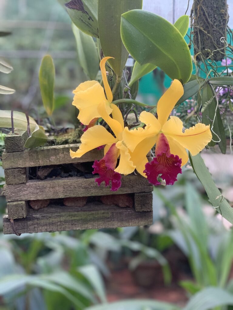 Orchids on display at Kaziranga Orchid Park