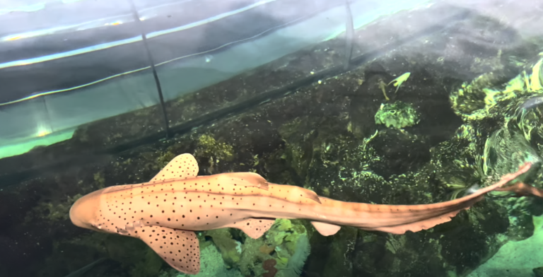 Australian Leopard Shark at SeaWorld