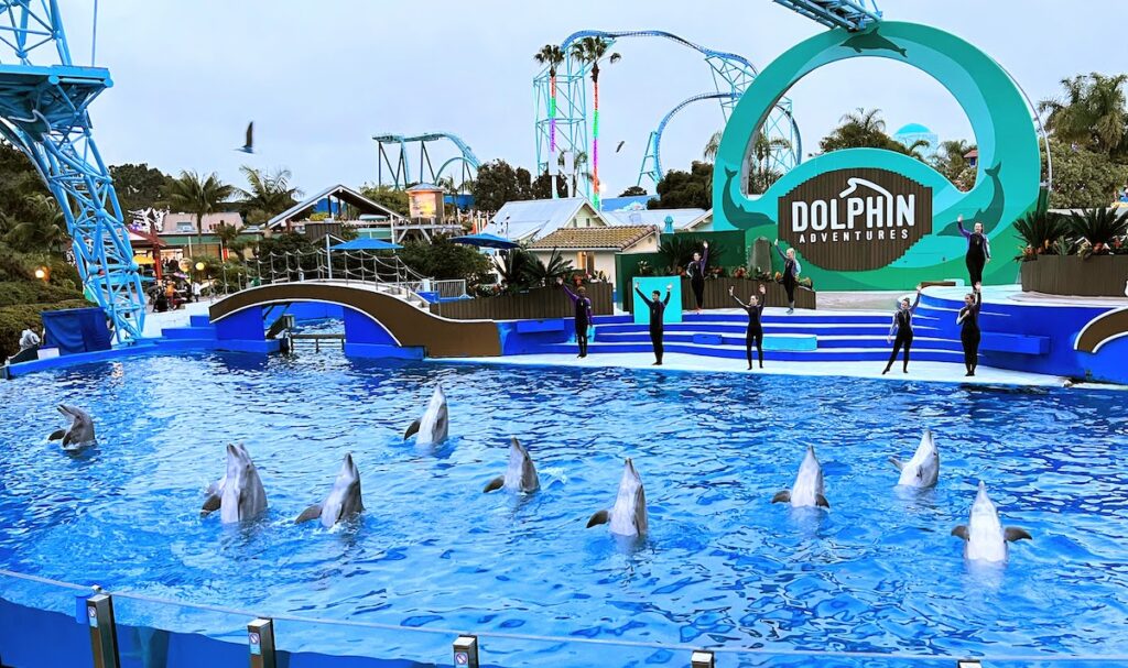 Dolphin Show at SeaWorld San Diego