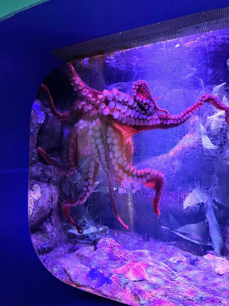 Octopus at SeaWorld