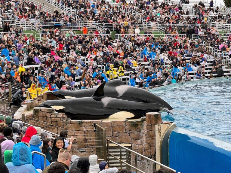 Orcas on platform in SeaWiorld San Diego