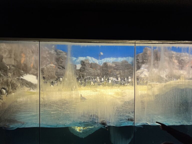 Penguins from viewing platform