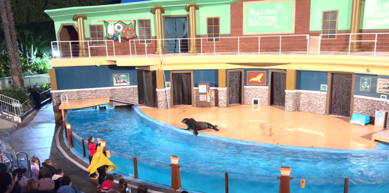 Sea lions and otter show SeaWorld San Diego guide