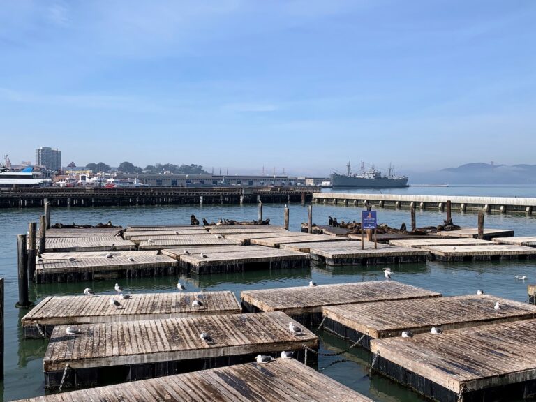 California Seals at Pier 39, San Francisco