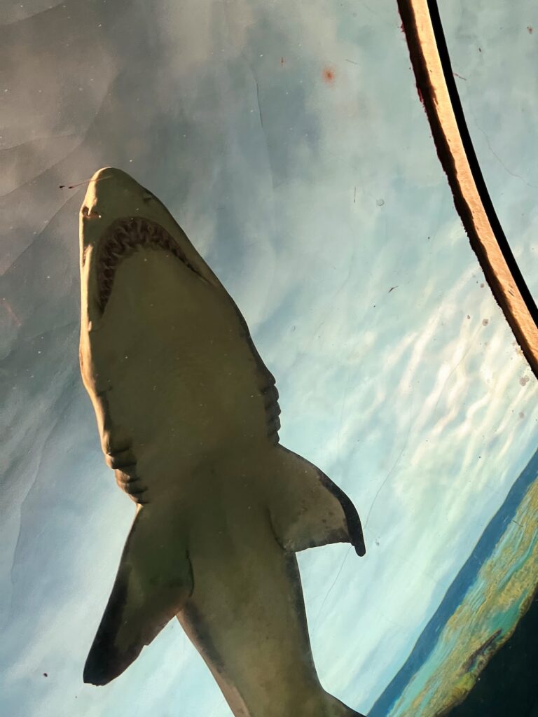 Sharks enclosure, SeaWorld San Diego guide